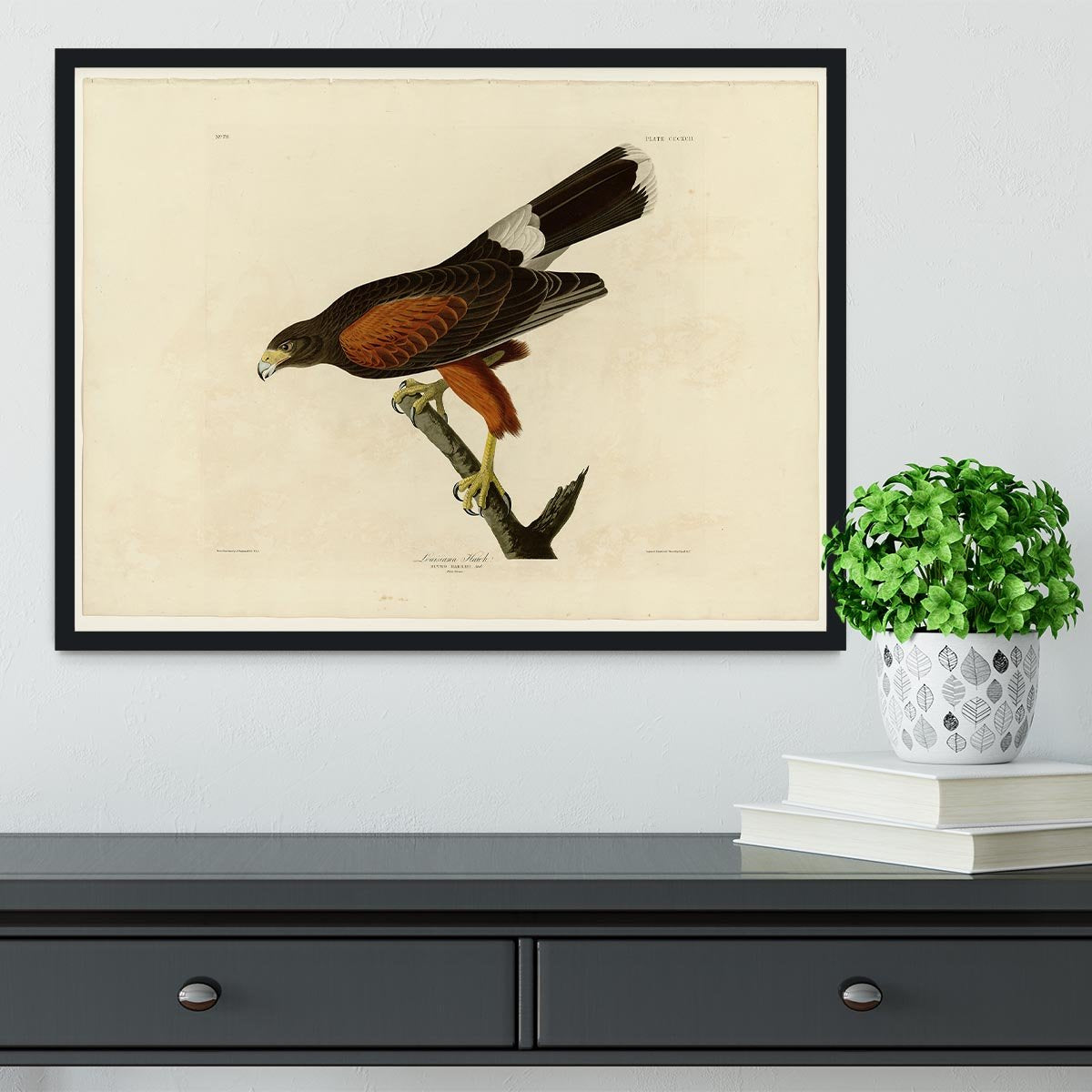 Louisiana Hawk by Audubon Framed Print - Canvas Art Rocks - 2