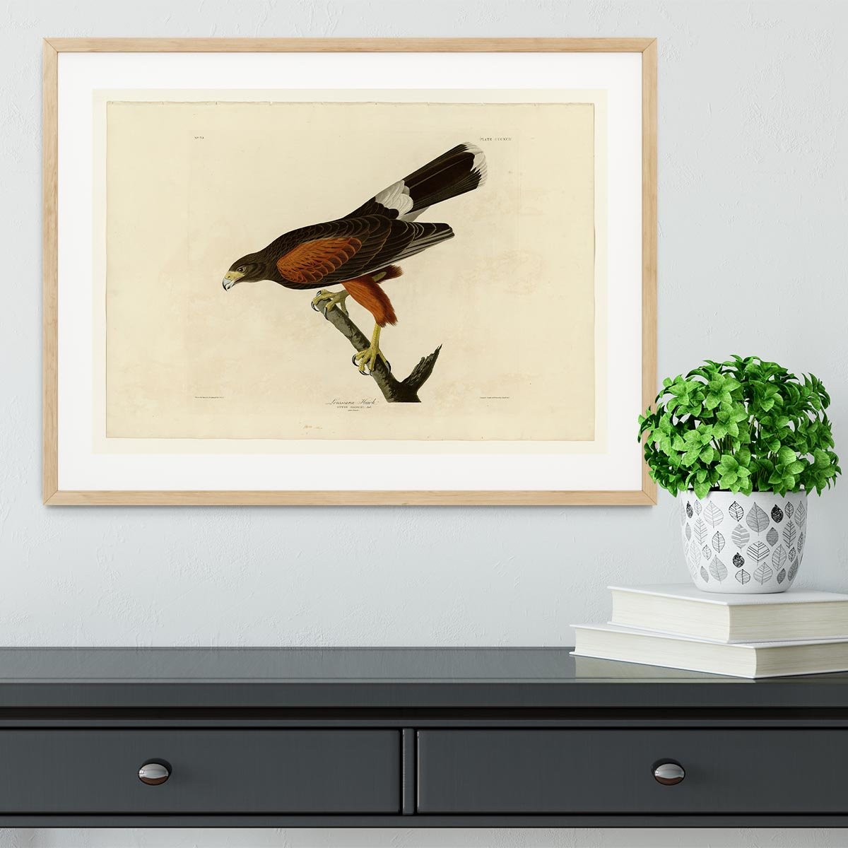 Louisiana Hawk by Audubon Framed Print - Canvas Art Rocks - 3