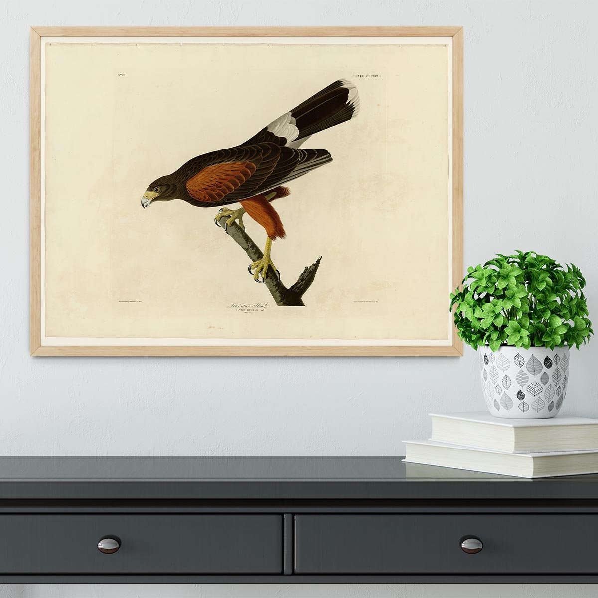 Louisiana Hawk by Audubon Framed Print - Canvas Art Rocks - 4