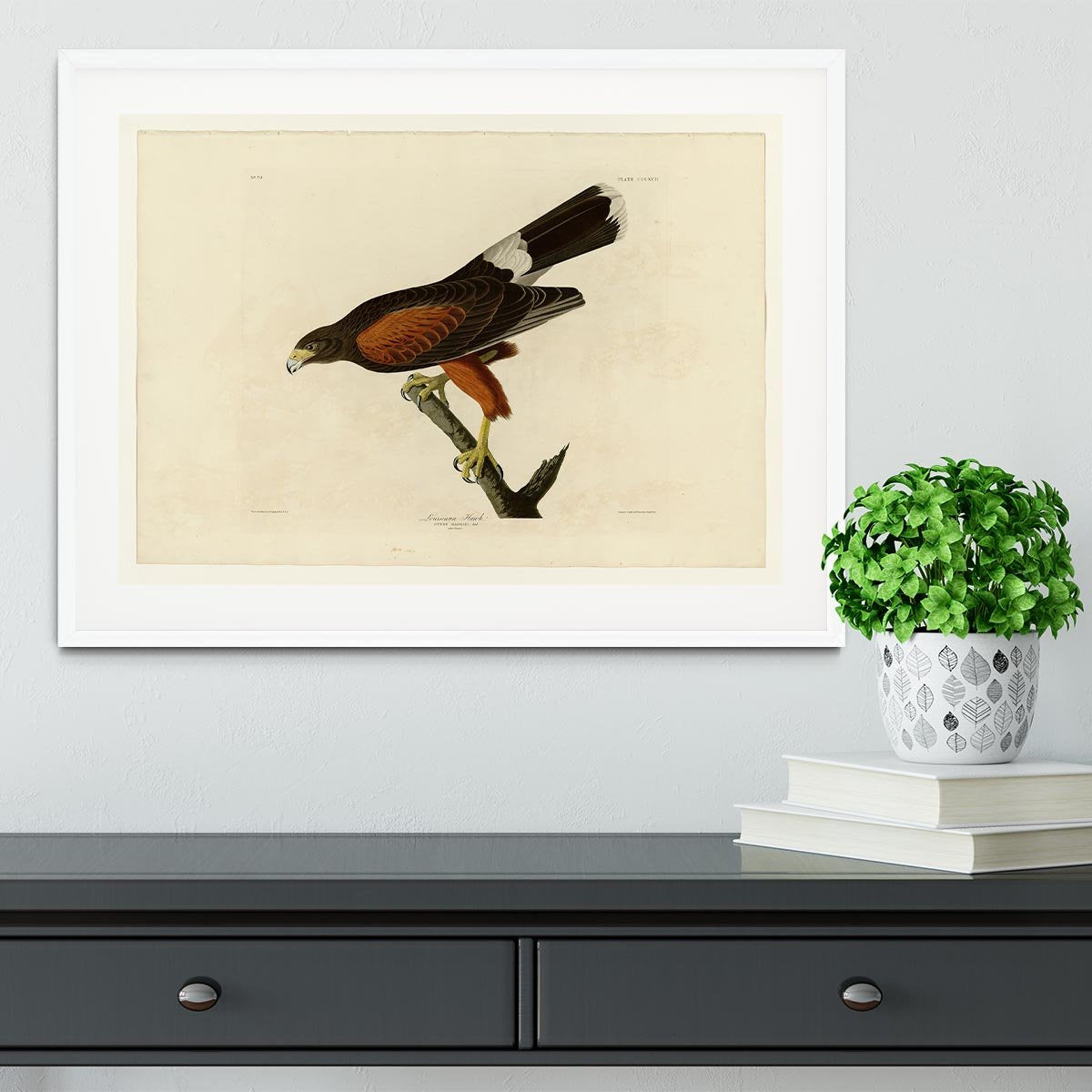 Louisiana Hawk by Audubon Framed Print - Canvas Art Rocks - 5