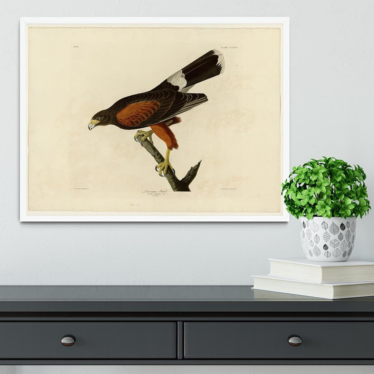 Louisiana Hawk by Audubon Framed Print - Canvas Art Rocks -6