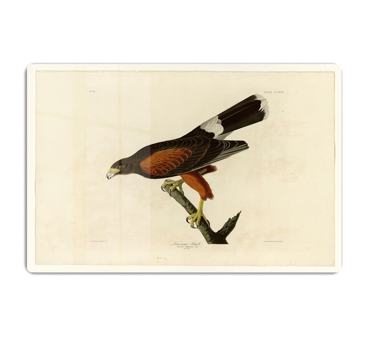 Louisiana Hawk by Audubon HD Metal Print - Canvas Art Rocks - 1