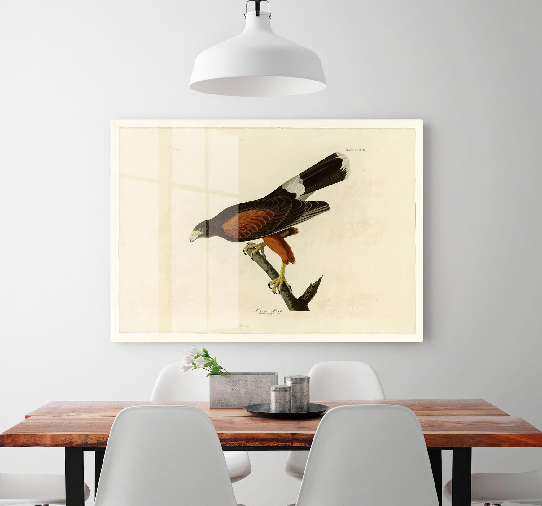 Louisiana Hawk by Audubon HD Metal Print - Canvas Art Rocks - 2