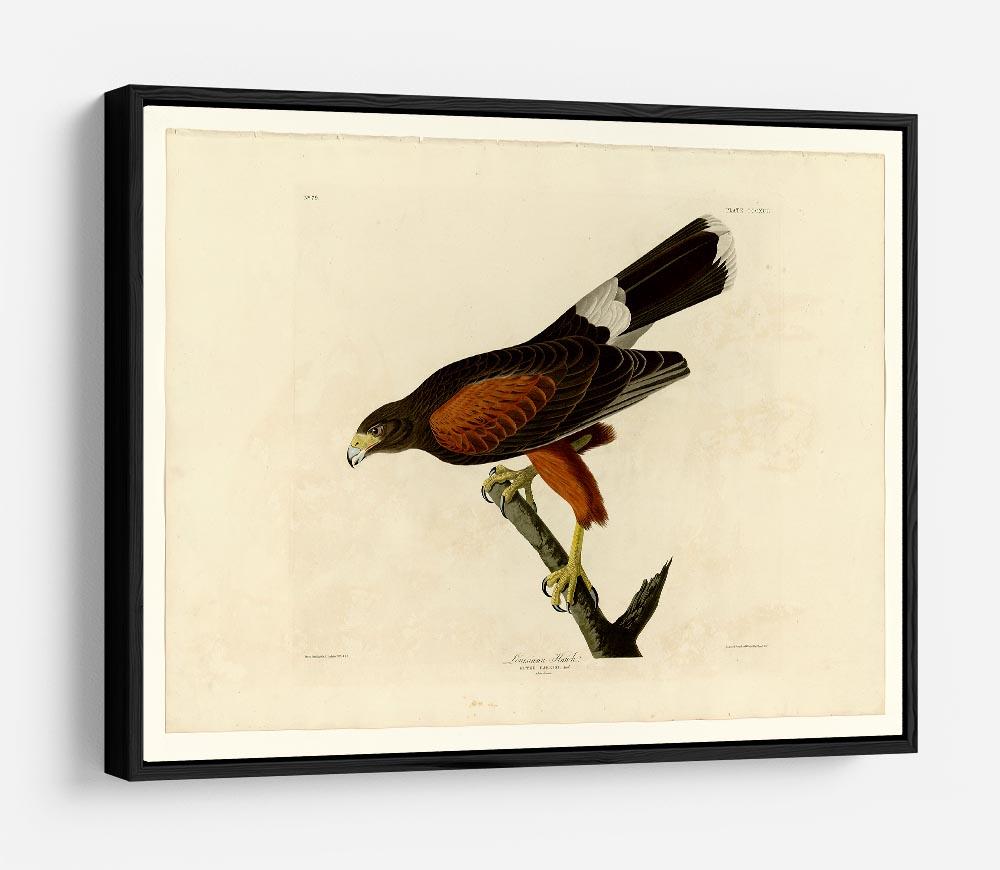 Louisiana Hawk by Audubon HD Metal Print - Canvas Art Rocks - 6