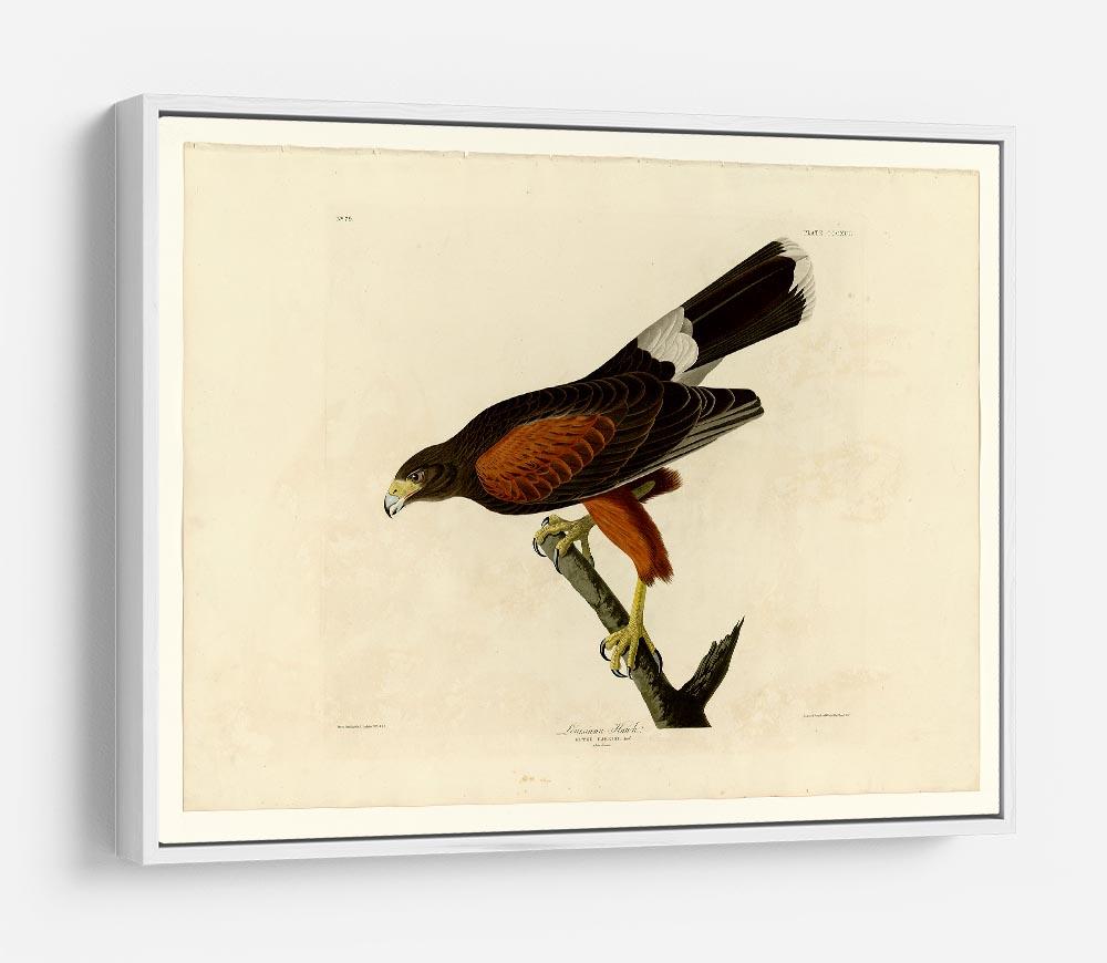 Louisiana Hawk by Audubon HD Metal Print - Canvas Art Rocks - 7