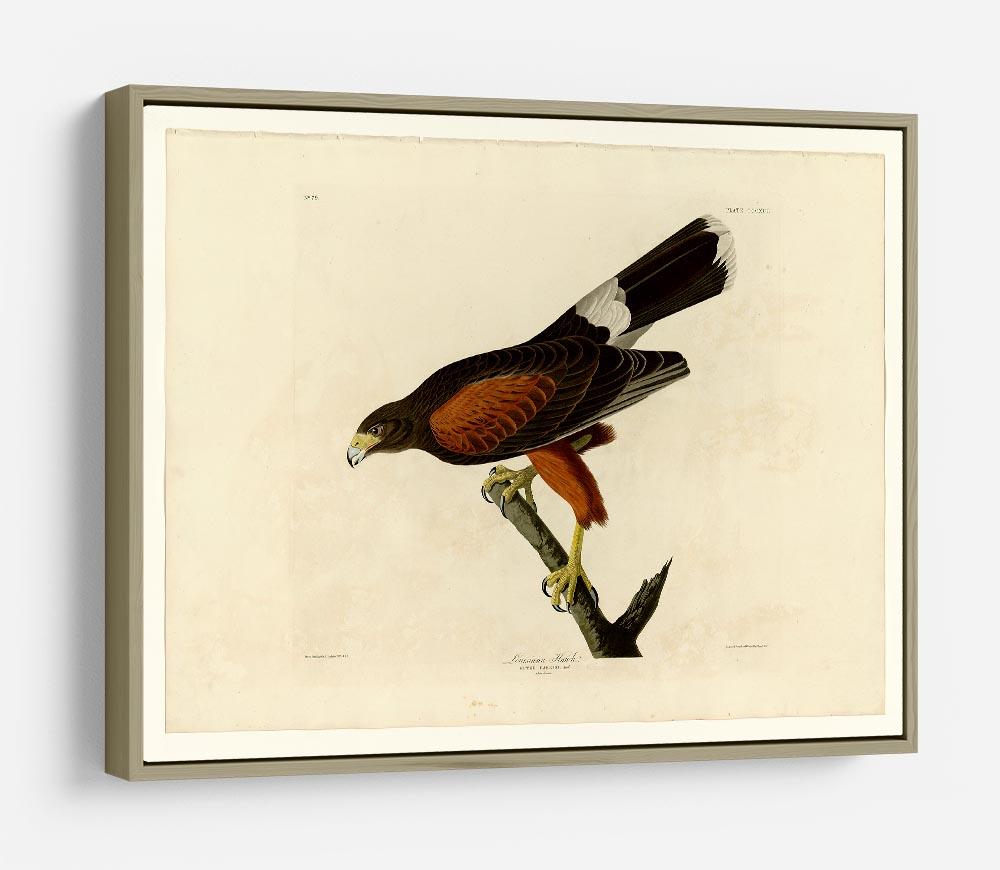 Louisiana Hawk by Audubon HD Metal Print - Canvas Art Rocks - 8