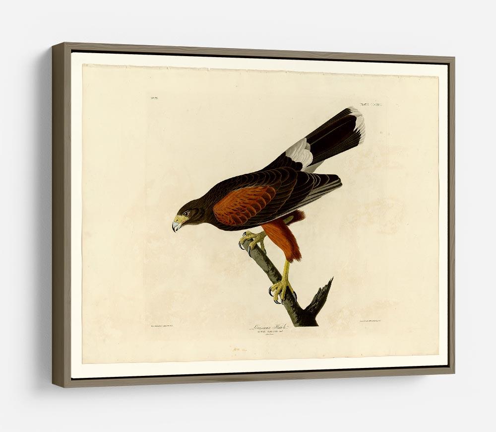 Louisiana Hawk by Audubon HD Metal Print - Canvas Art Rocks - 10