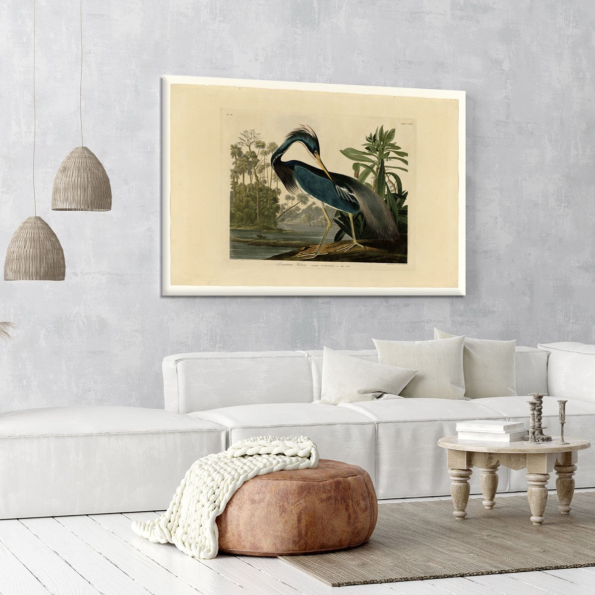 Louisiana Heron by Audubon Canvas Print or Poster