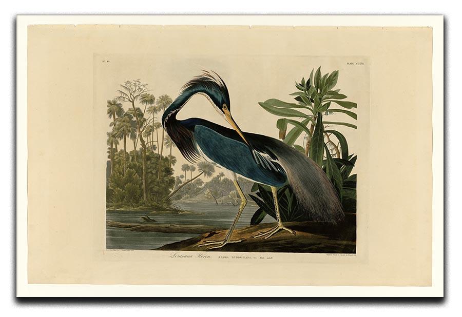 Louisiana Heron by Audubon Canvas Print or Poster - Canvas Art Rocks - 1