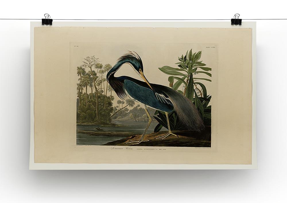 Louisiana Heron by Audubon Canvas Print or Poster - Canvas Art Rocks - 2