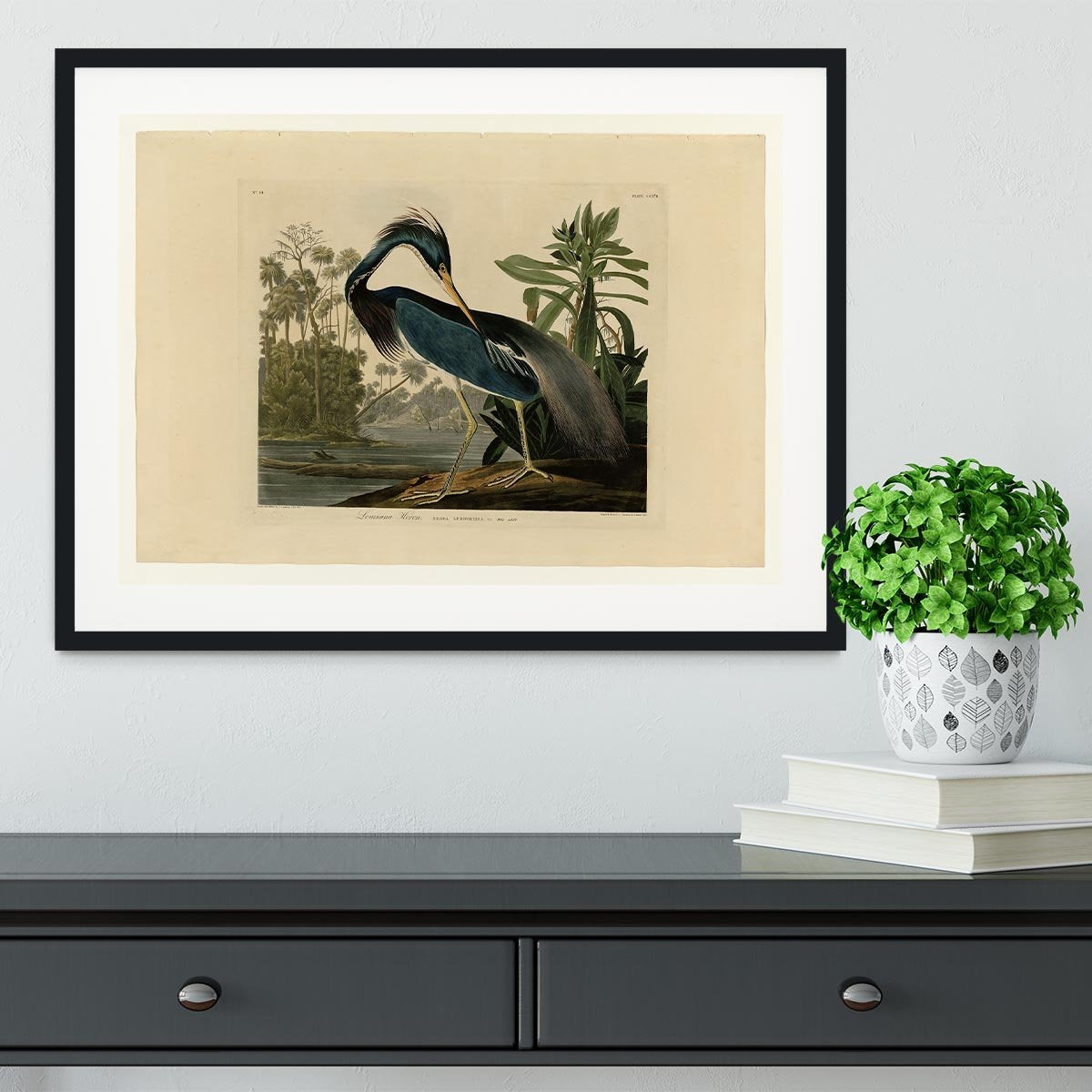 Louisiana Heron by Audubon Framed Print - Canvas Art Rocks - 1