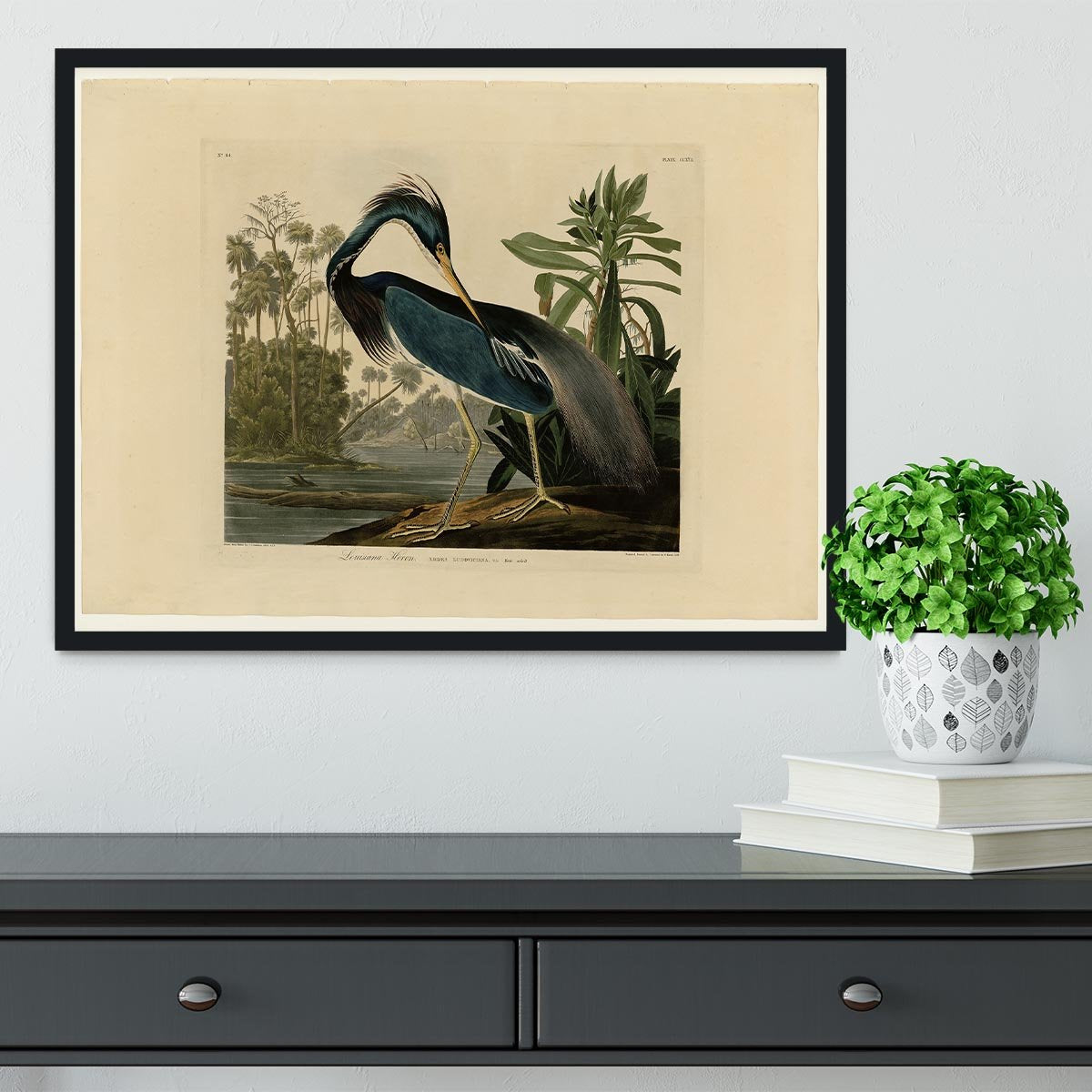 Louisiana Heron by Audubon Framed Print - Canvas Art Rocks - 2