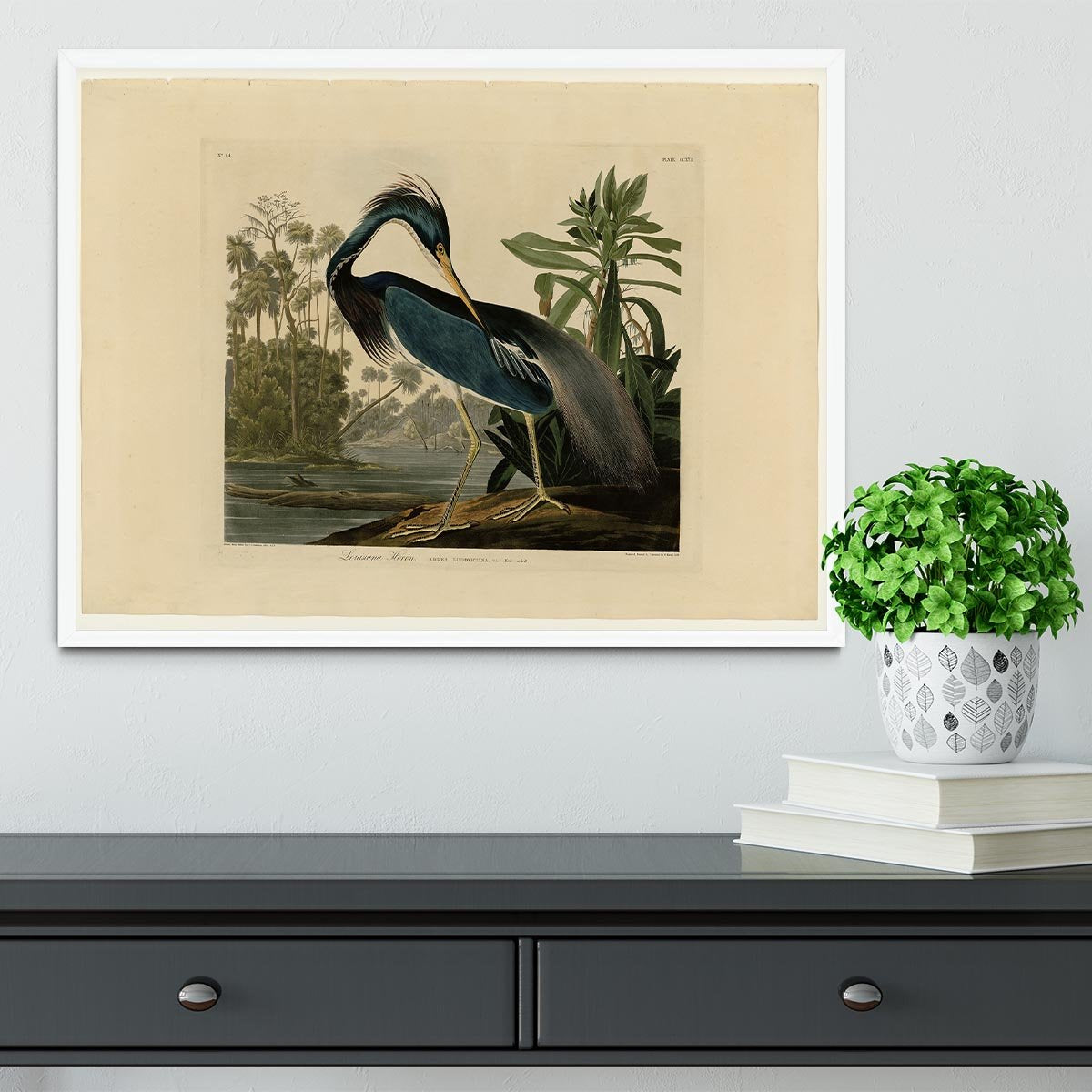 Louisiana Heron by Audubon Framed Print - Canvas Art Rocks -6