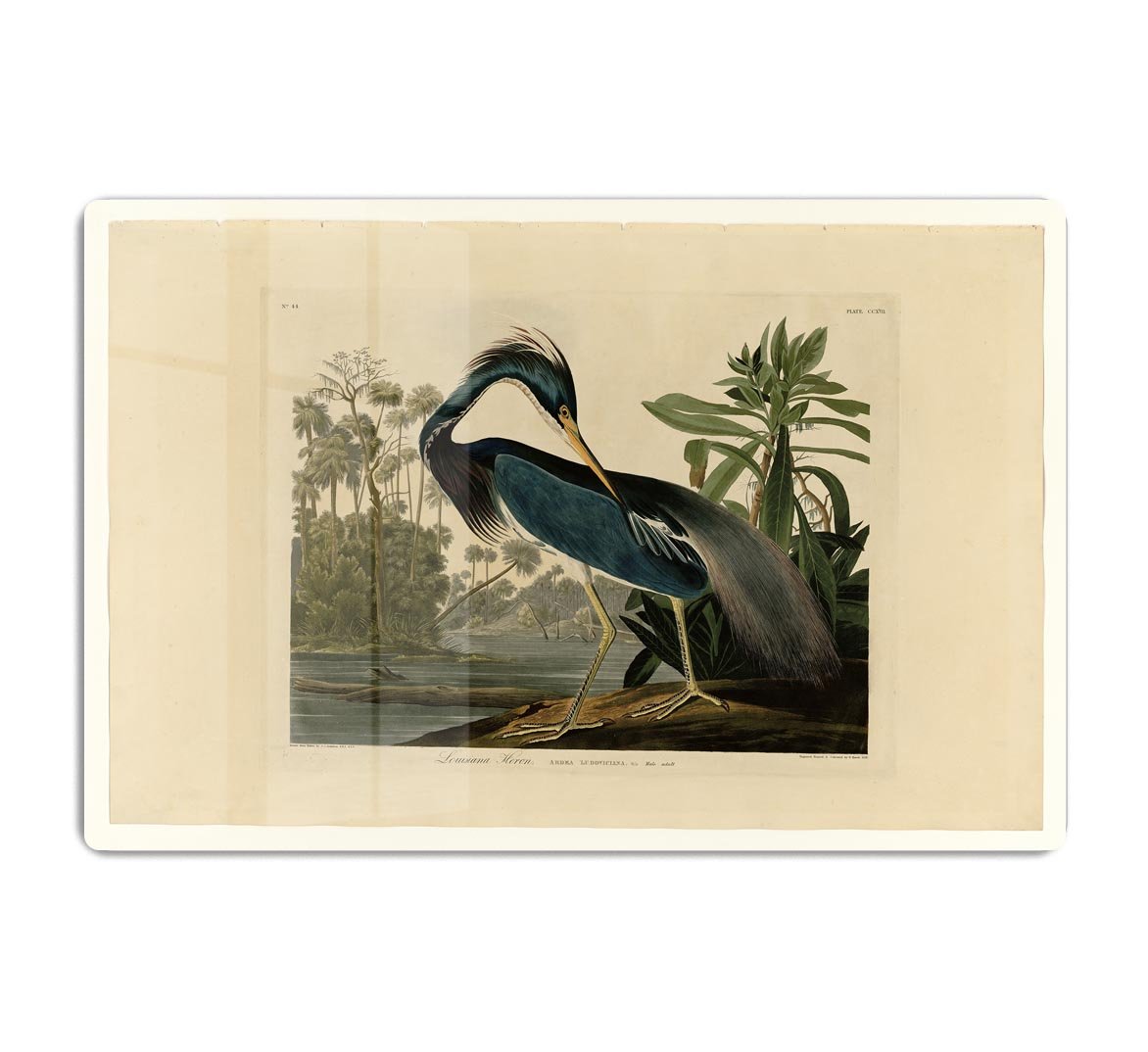Louisiana Heron by Audubon HD Metal Print - Canvas Art Rocks - 1