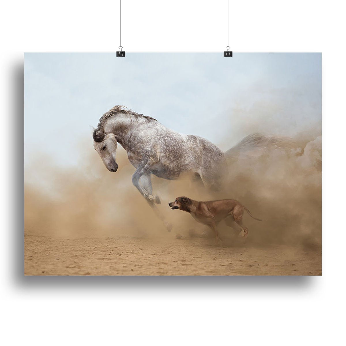 Lusitanian horse is playing with the Rhodesian Ridgeback dog Canvas Print or Poster