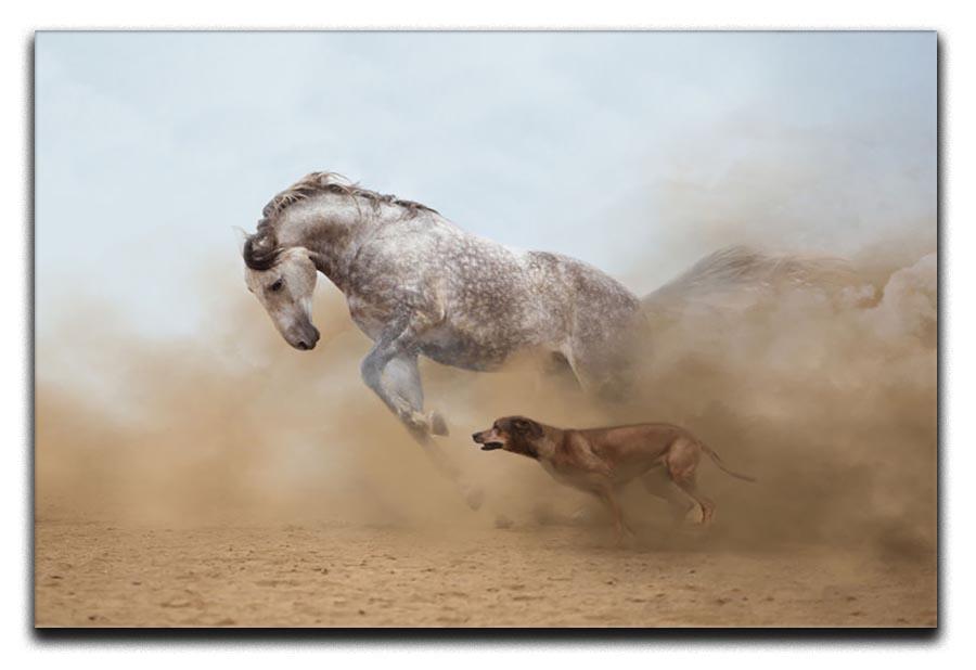 Lusitanian horse is playing with the Rhodesian Ridgeback dog Canvas Print or Poster - Canvas Art Rocks - 1