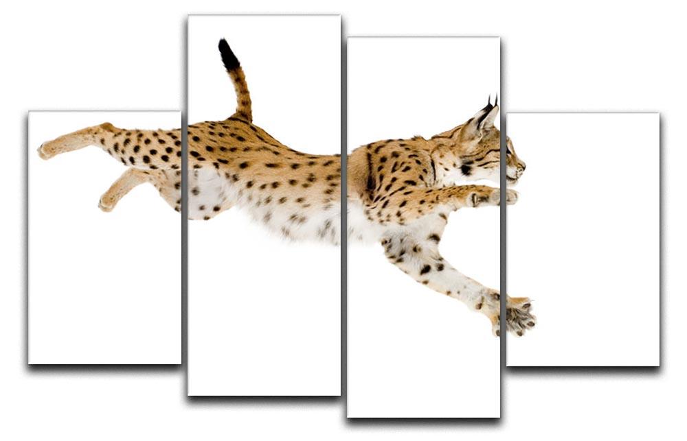 Lynx in front of a white background 4 Split Panel Canvas - Canvas Art Rocks - 1
