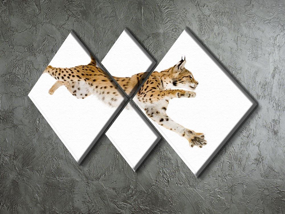 Lynx in front of a white background 4 Square Multi Panel Canvas - Canvas Art Rocks - 2