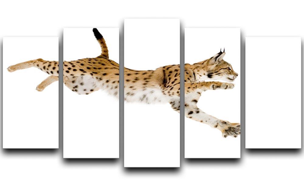Lynx in front of a white background 5 Split Panel Canvas - Canvas Art Rocks - 1