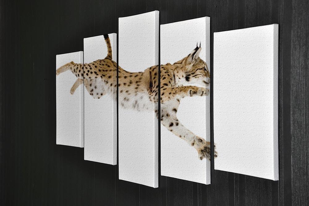 Lynx in front of a white background 5 Split Panel Canvas - Canvas Art Rocks - 2