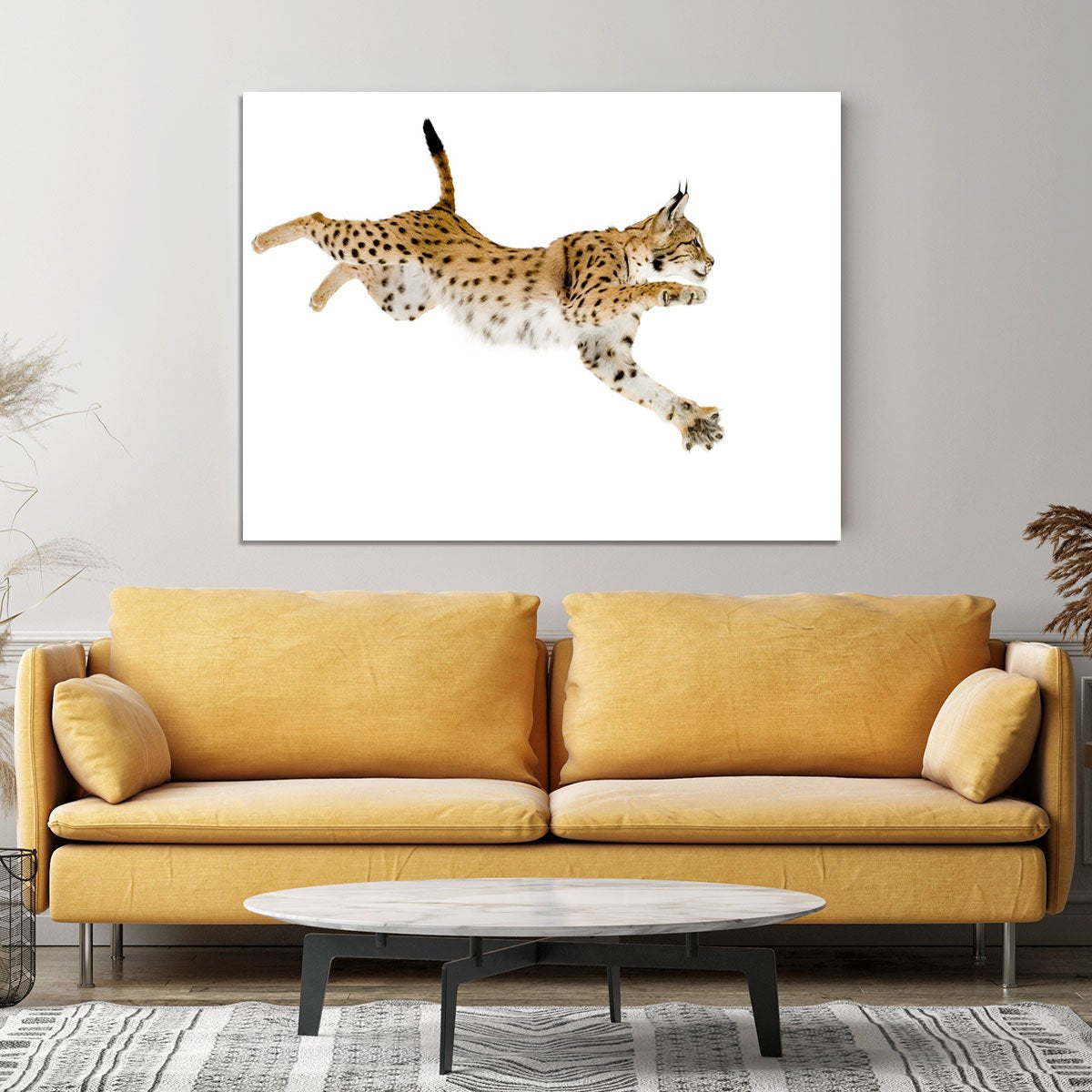 Lynx in front of a white background Canvas Print or Poster