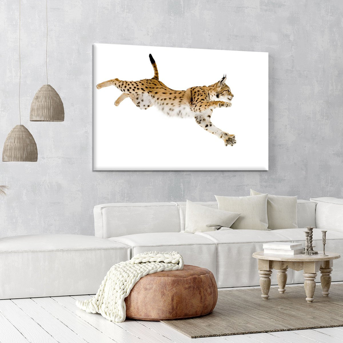 Lynx in front of a white background Canvas Print or Poster