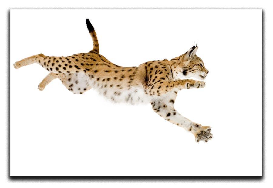Lynx in front of a white background Canvas Print or Poster - Canvas Art Rocks - 1