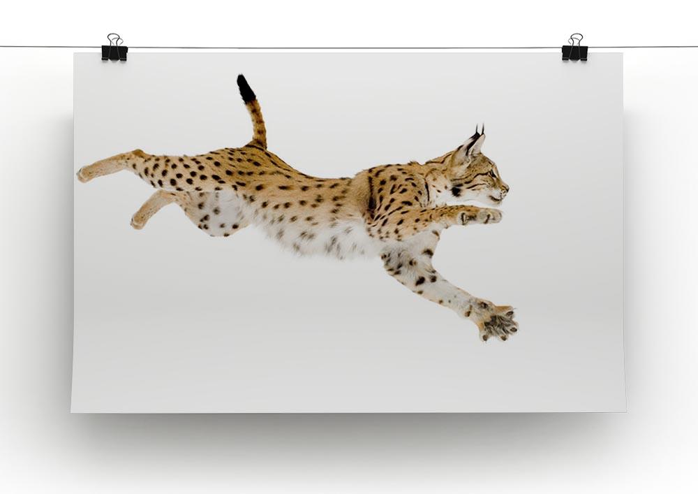 Lynx in front of a white background Canvas Print or Poster - Canvas Art Rocks - 2
