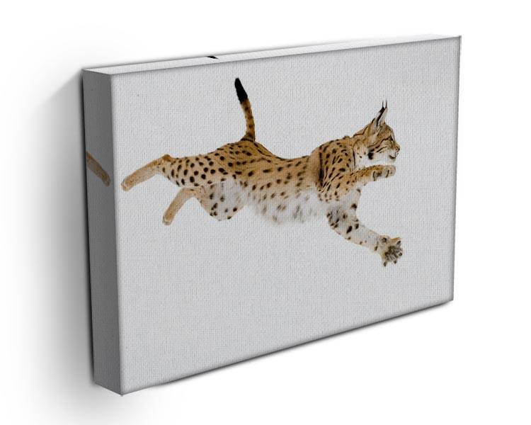 Lynx in front of a white background Canvas Print or Poster - Canvas Art Rocks - 3