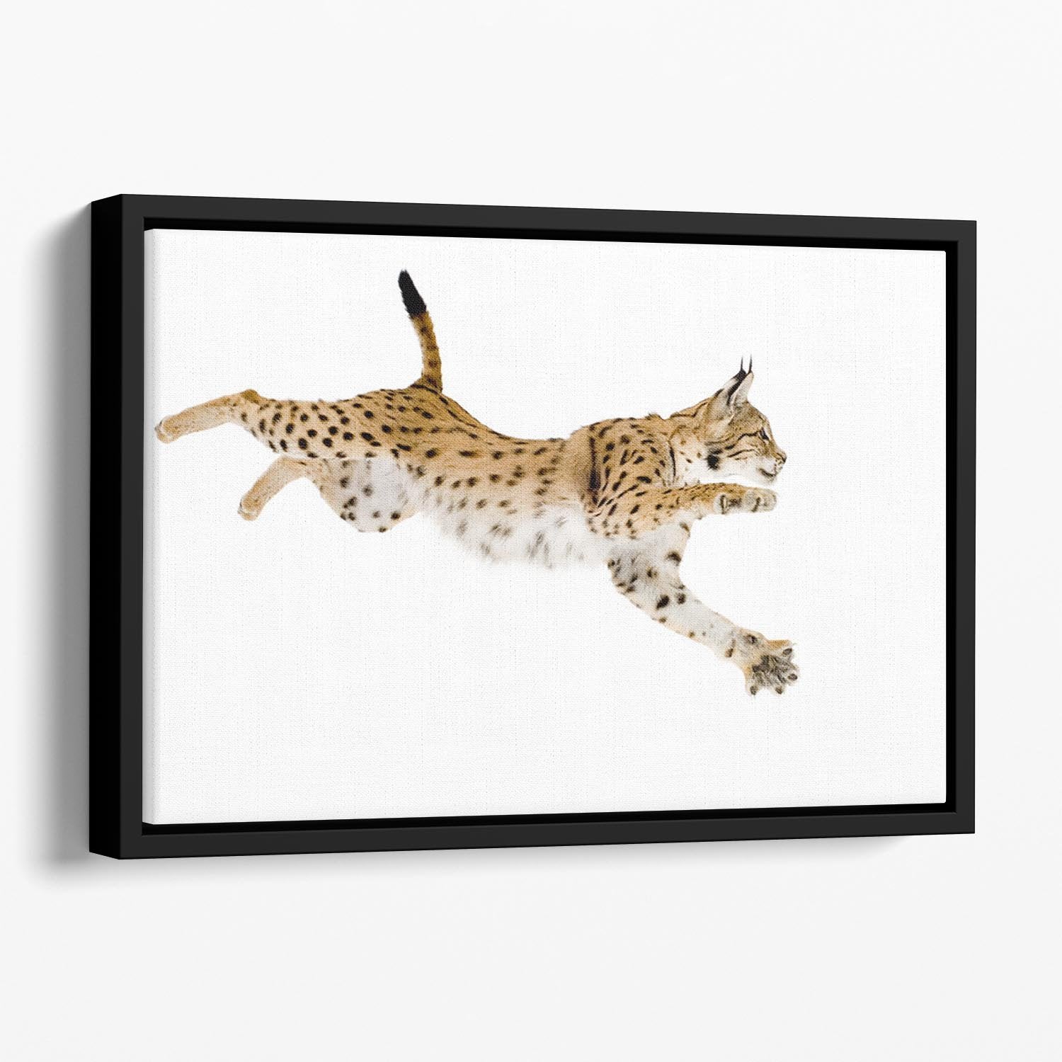 Lynx in front of a white background Floating Framed Canvas - Canvas Art Rocks - 1