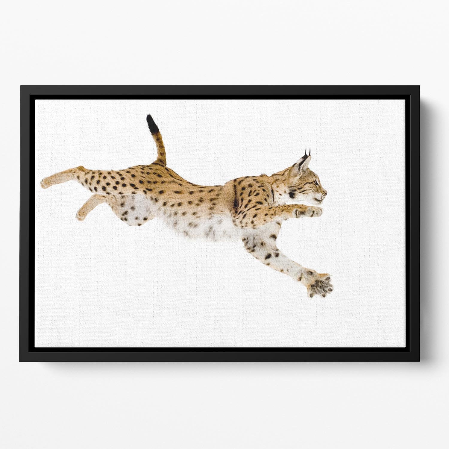 Lynx in front of a white background Floating Framed Canvas - Canvas Art Rocks - 2