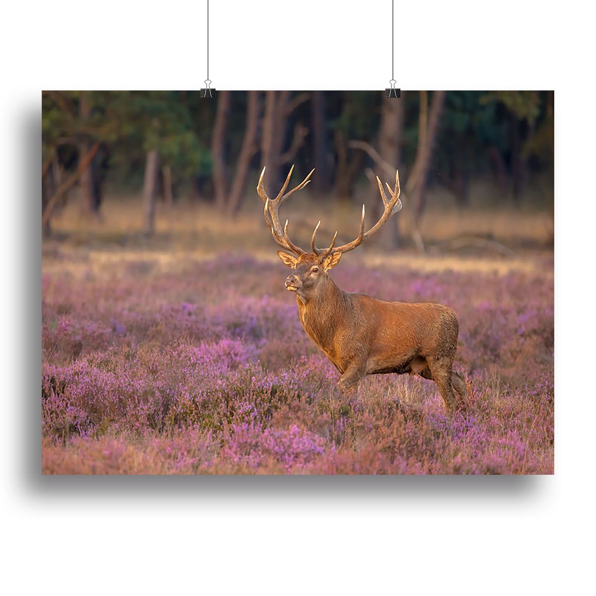 Male red deer Cervus elaphus with antlers during mating season Canvas Print or Poster