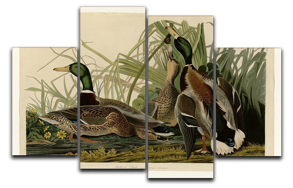 Mallard Duck by Audubon 4 Split Panel Canvas - Canvas Art Rocks - 1