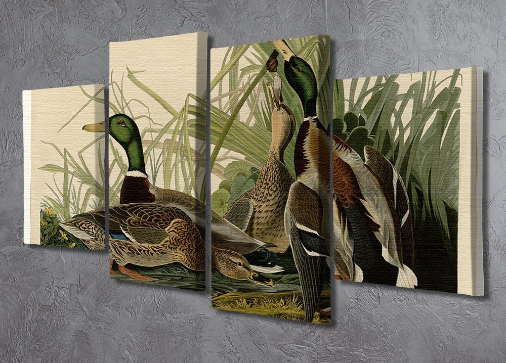 Mallard Duck by Audubon 4 Split Panel Canvas - Canvas Art Rocks - 2