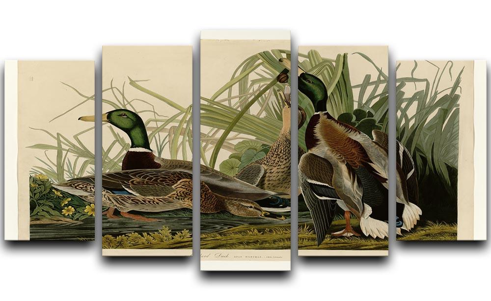 Mallard Duck by Audubon 5 Split Panel Canvas - Canvas Art Rocks - 1