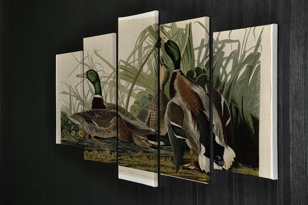 Mallard Duck by Audubon 5 Split Panel Canvas - Canvas Art Rocks - 2