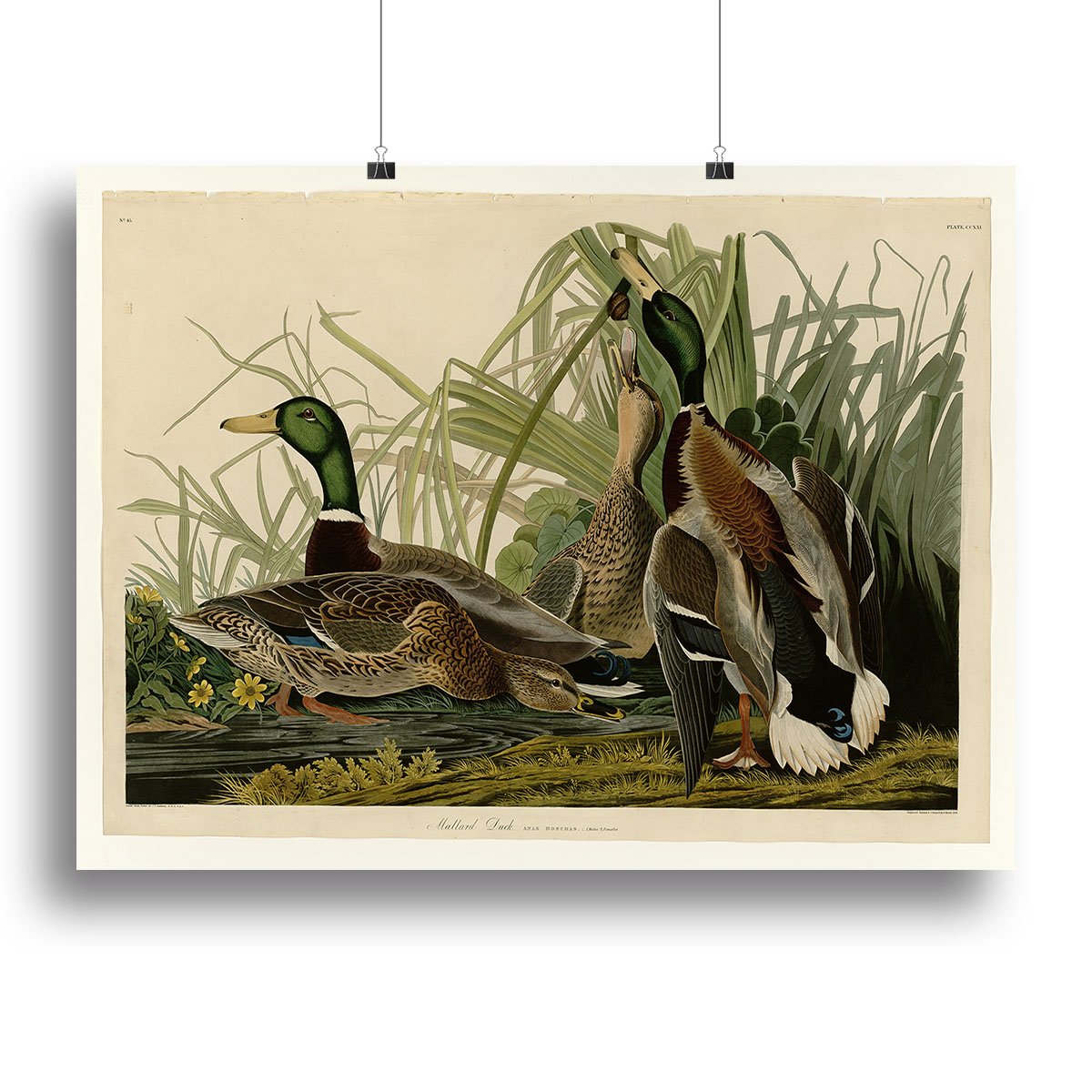 Mallard Duck by Audubon Canvas Print or Poster