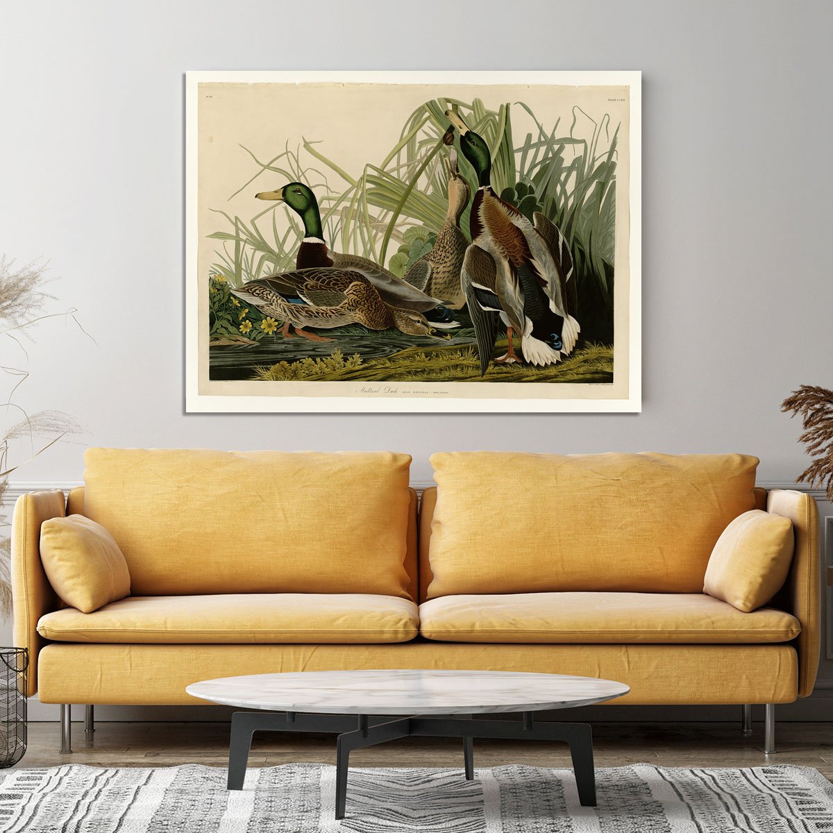 Mallard Duck by Audubon Canvas Print or Poster