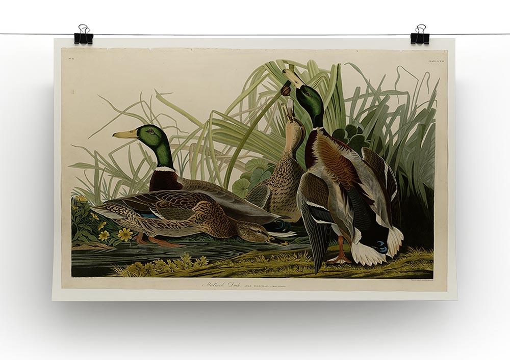 Mallard Duck by Audubon Canvas Print or Poster - Canvas Art Rocks - 2