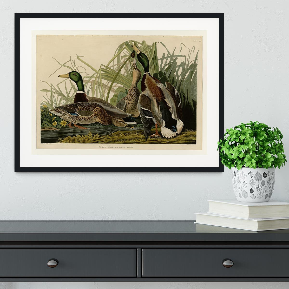 Mallard Duck by Audubon Framed Print - Canvas Art Rocks - 1