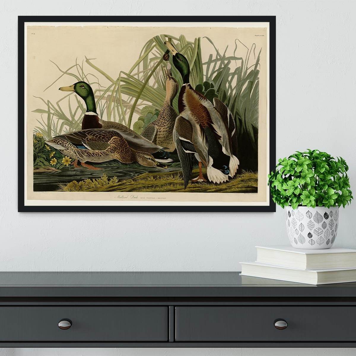 Mallard Duck by Audubon Framed Print - Canvas Art Rocks - 2