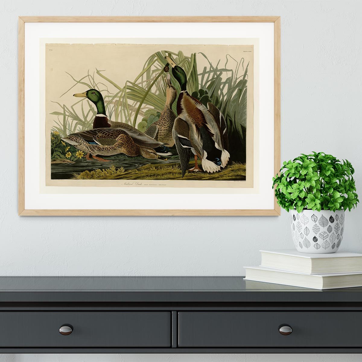 Mallard Duck by Audubon Framed Print - Canvas Art Rocks - 3