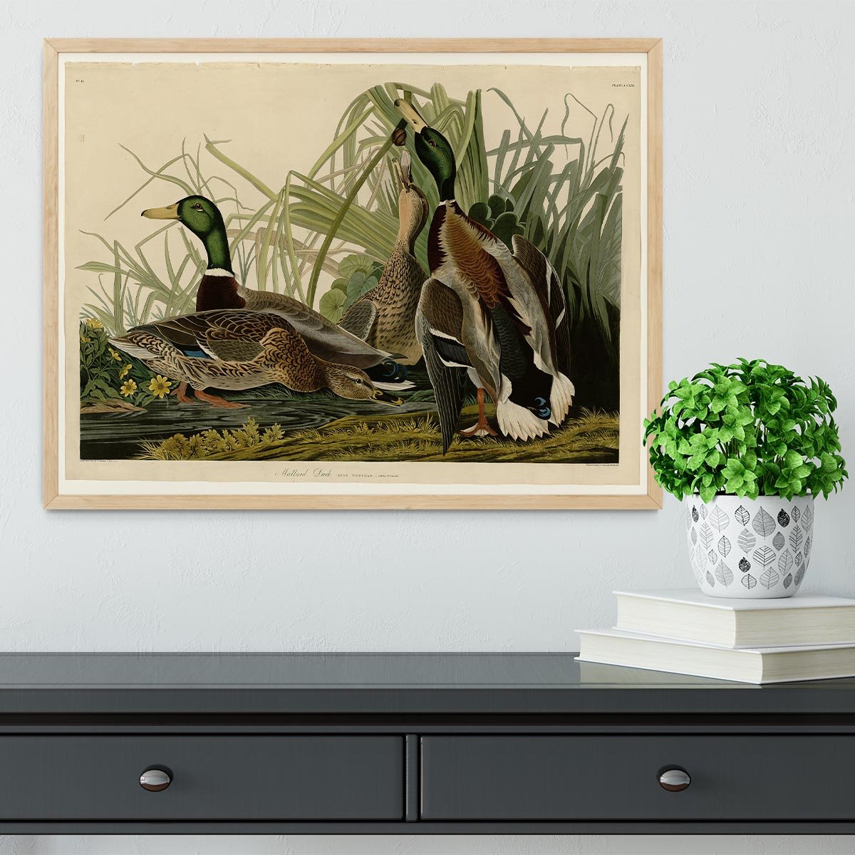 Mallard Duck by Audubon Framed Print - Canvas Art Rocks - 4