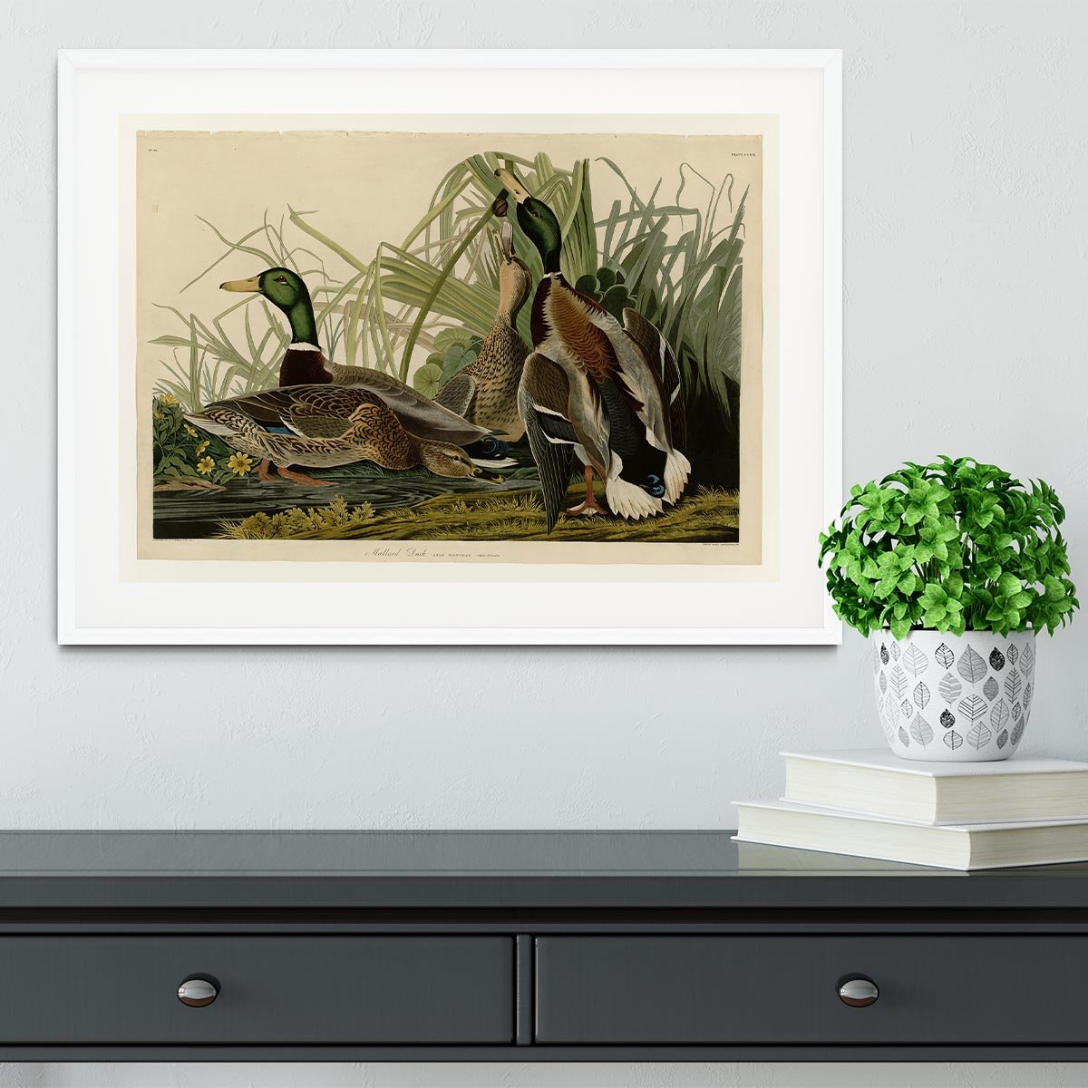 Mallard Duck by Audubon Framed Print - Canvas Art Rocks - 5