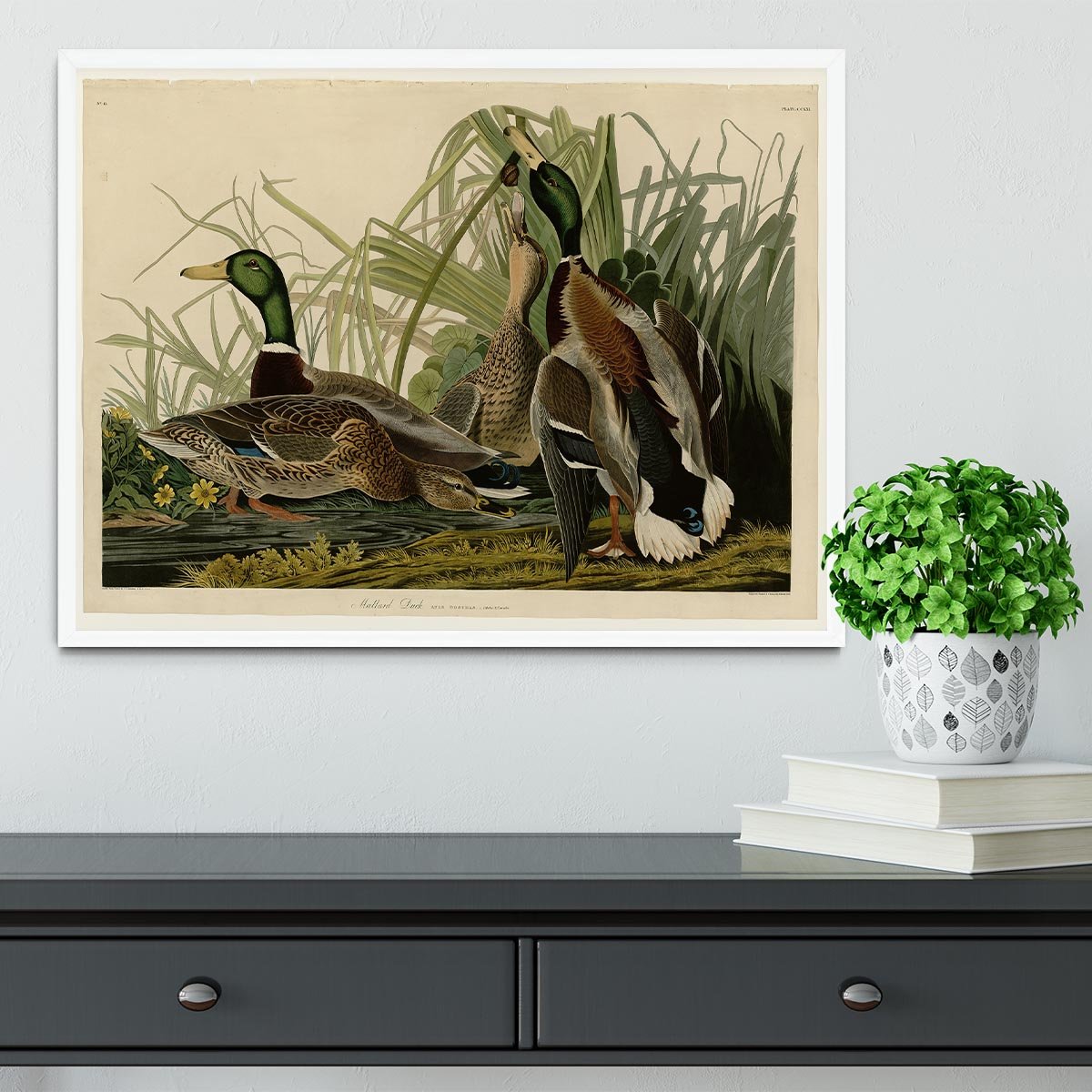 Mallard Duck by Audubon Framed Print - Canvas Art Rocks -6