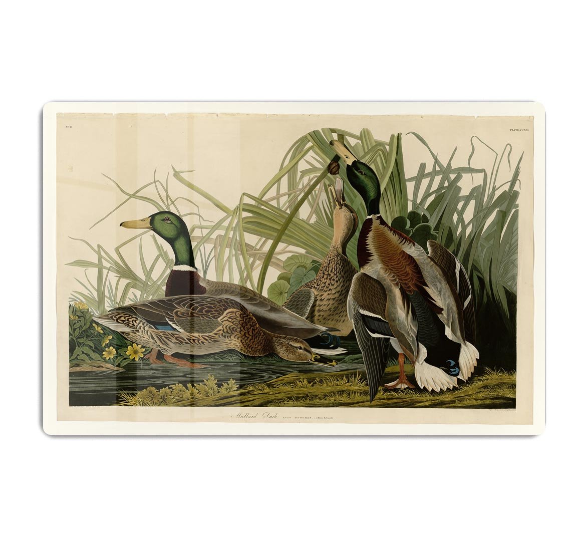 Mallard Duck by Audubon HD Metal Print - Canvas Art Rocks - 1