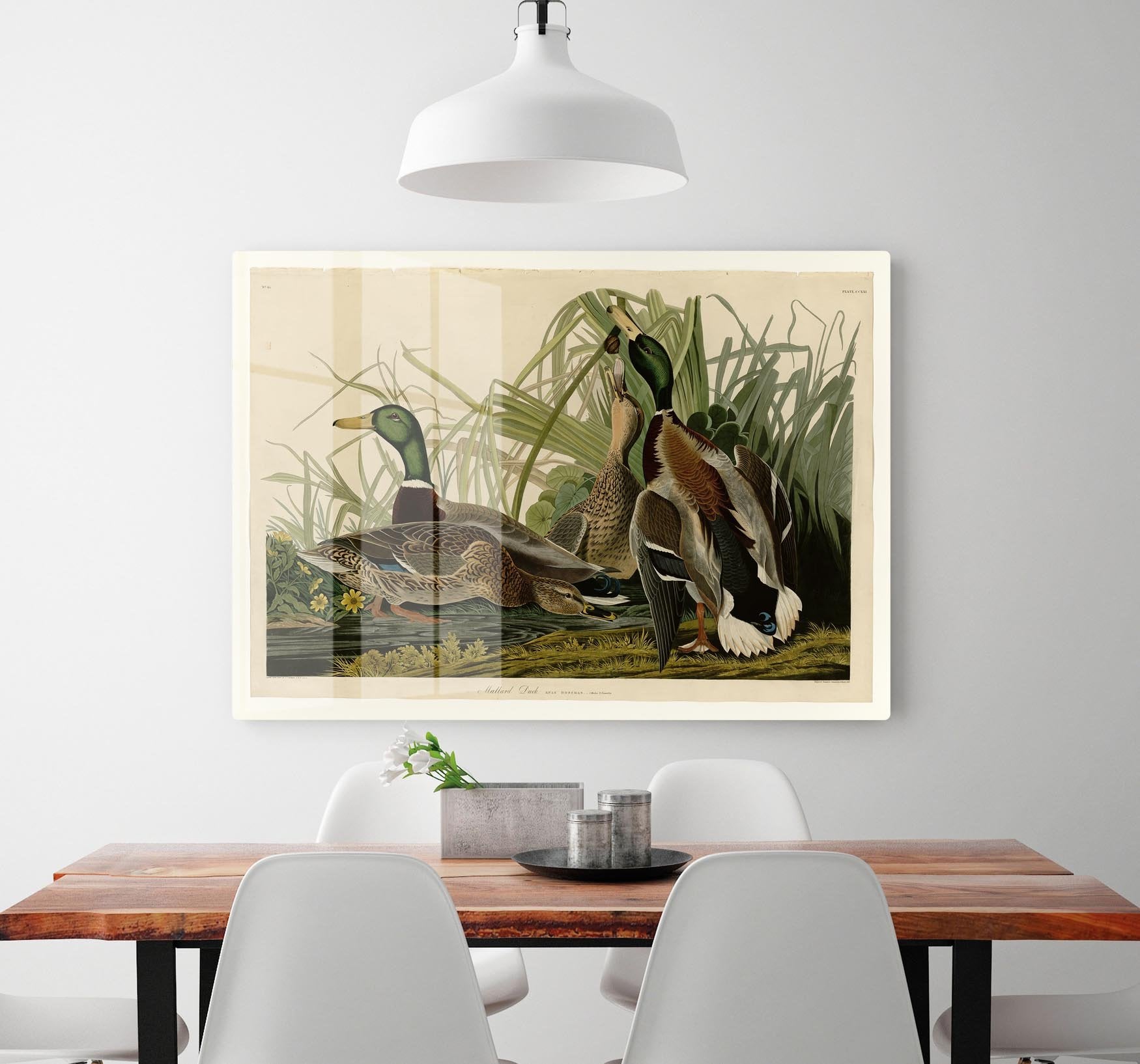 Mallard Duck by Audubon HD Metal Print - Canvas Art Rocks - 2