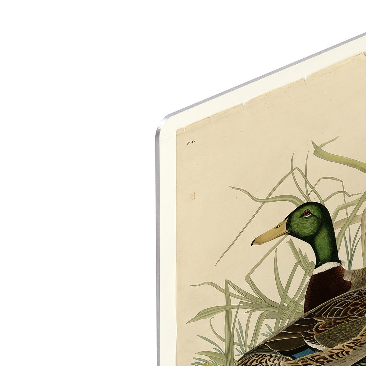 Mallard Duck by Audubon HD Metal Print - Canvas Art Rocks - 4