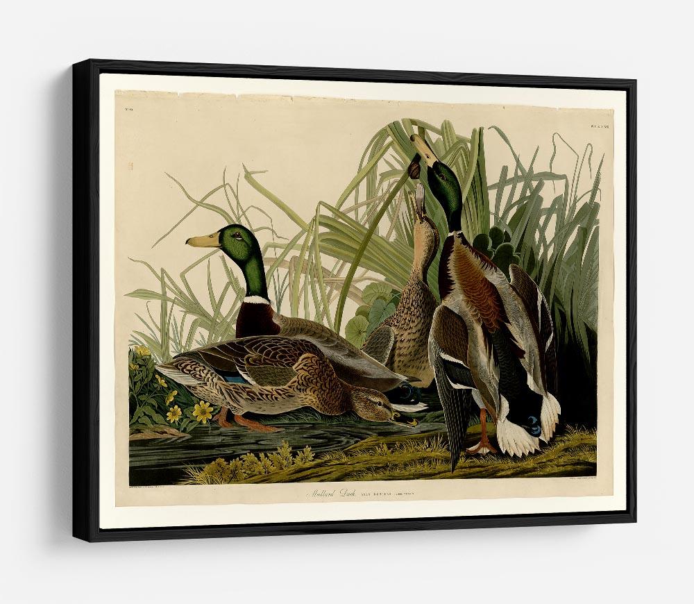 Mallard Duck by Audubon HD Metal Print - Canvas Art Rocks - 6