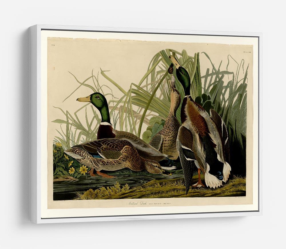 Mallard Duck by Audubon HD Metal Print - Canvas Art Rocks - 7